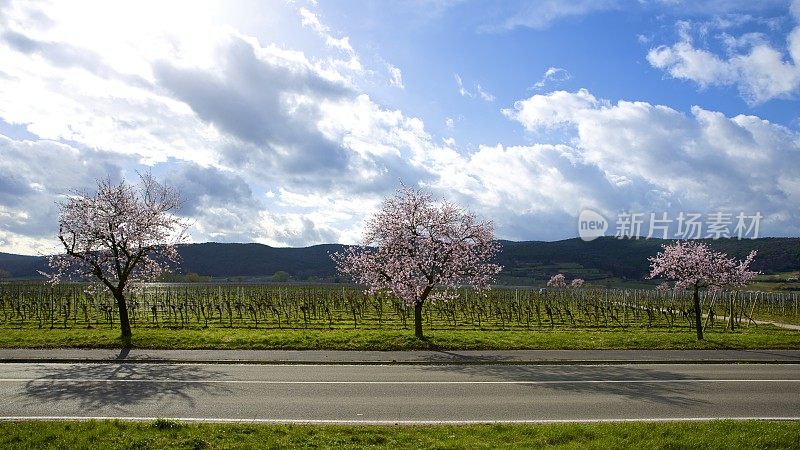 在deidesheim, palatinate的杏树